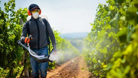 Des fruits sans pesticides ? Ce n'est pas impossible, montrent nos analyses
